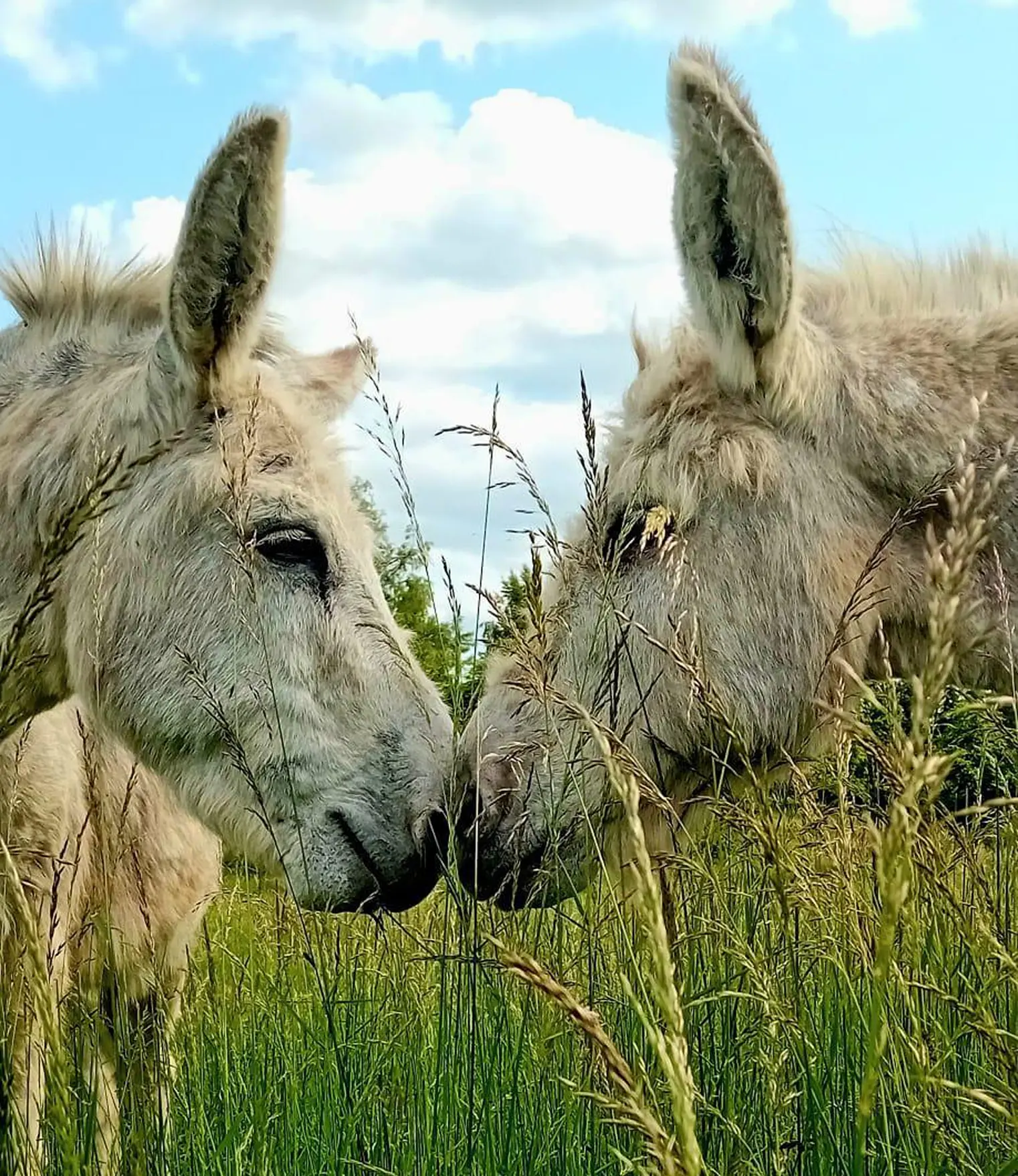 Conseils Nutrition pour vos ânes