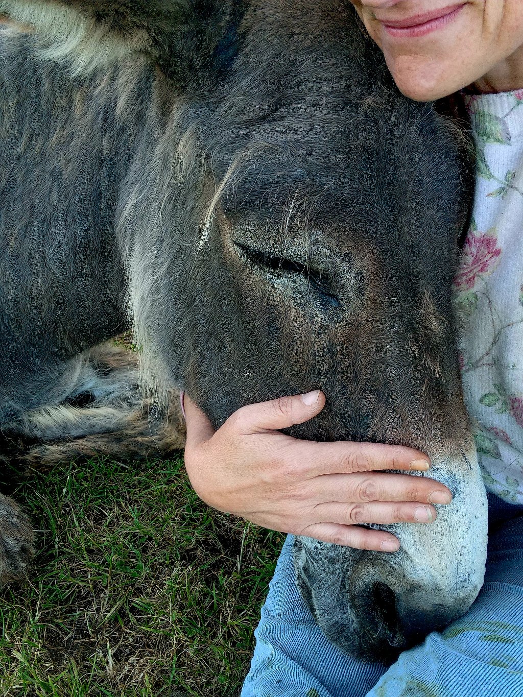 Câlin d'âne