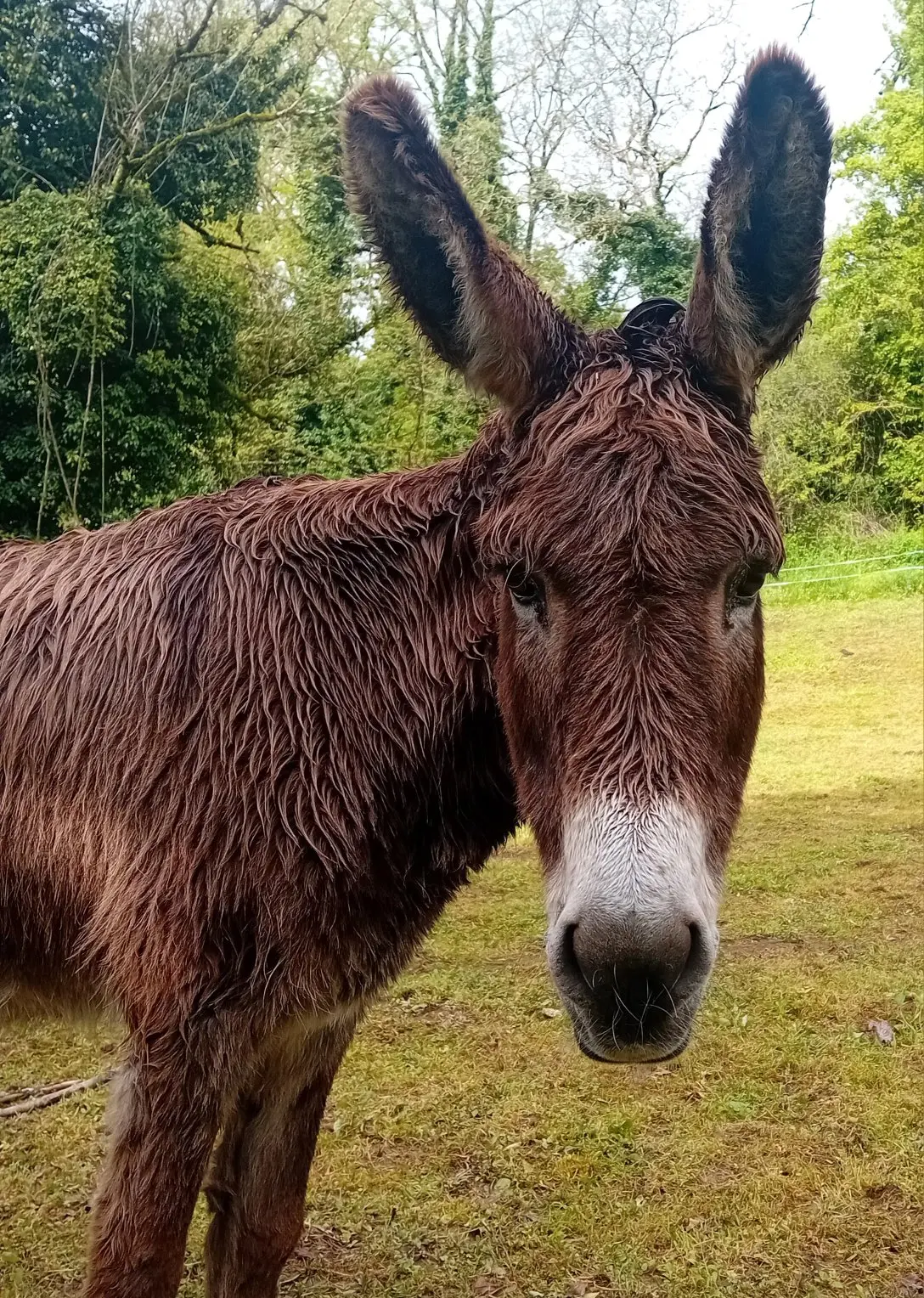 Un âne brun et mouillé se tient debout dans l'herbe devant des arbres, regardant droit dans l'objectif.