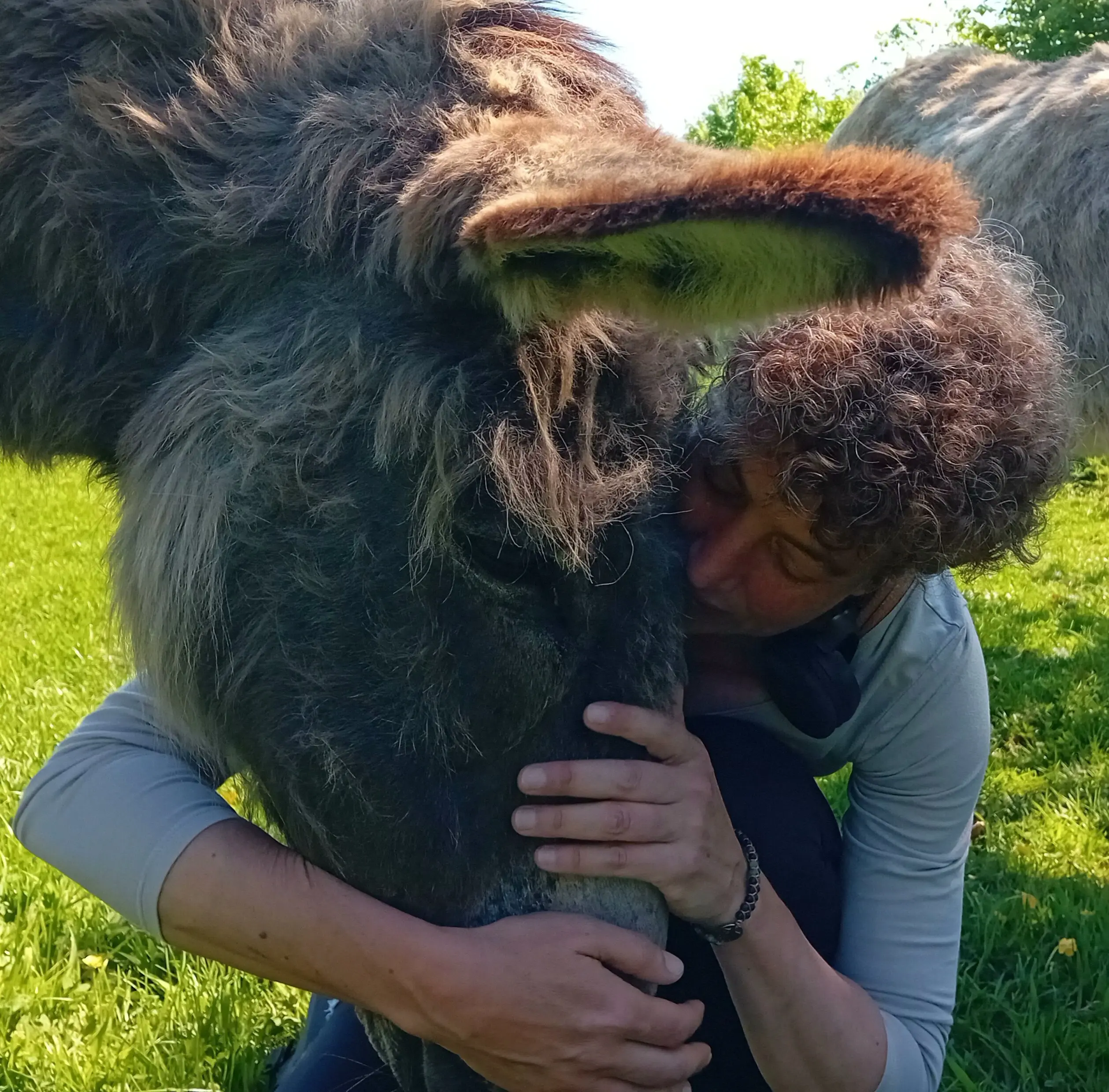 Solène enlace un âne gris et pose son visage contre sa tête, à l'extérieur, par une journée ensoleillée
