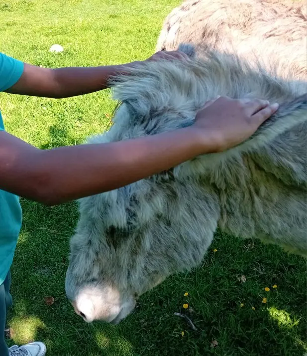 Mains d'enfants sur la tête d'un âne blanc