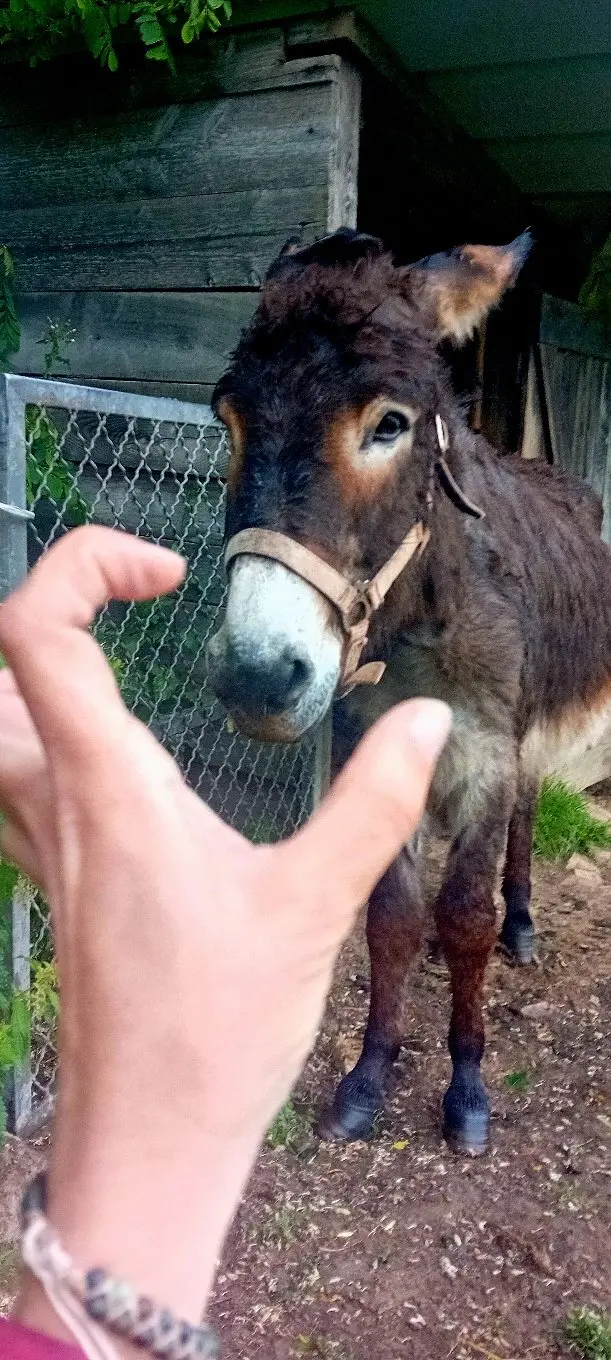 Un âne se tenant devant la main d'une personne, illustrant une interaction douce entre l'animal et l'humain.