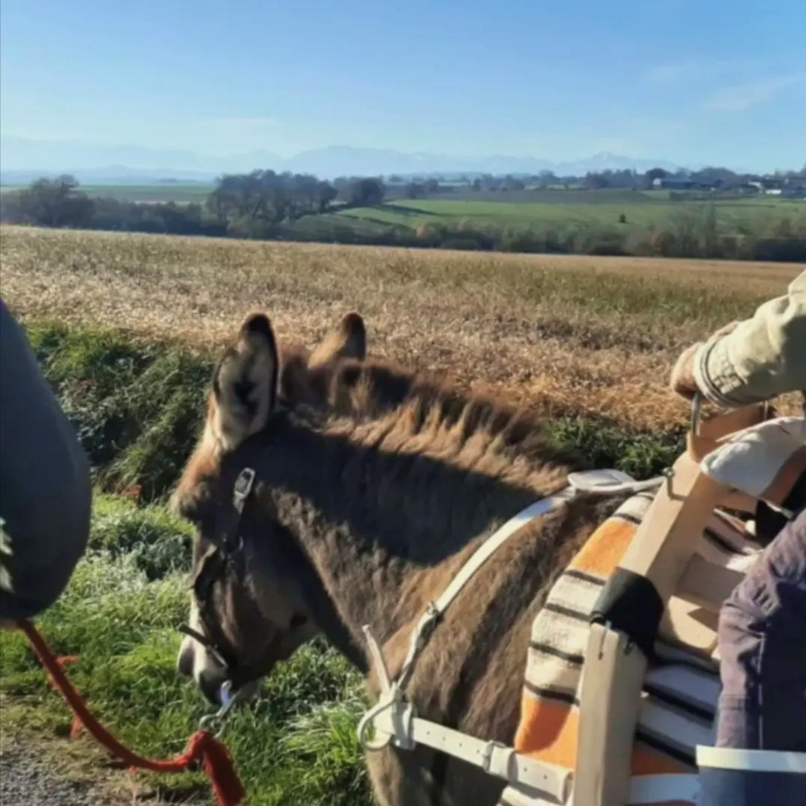 Salto et l’apprentissage du bât