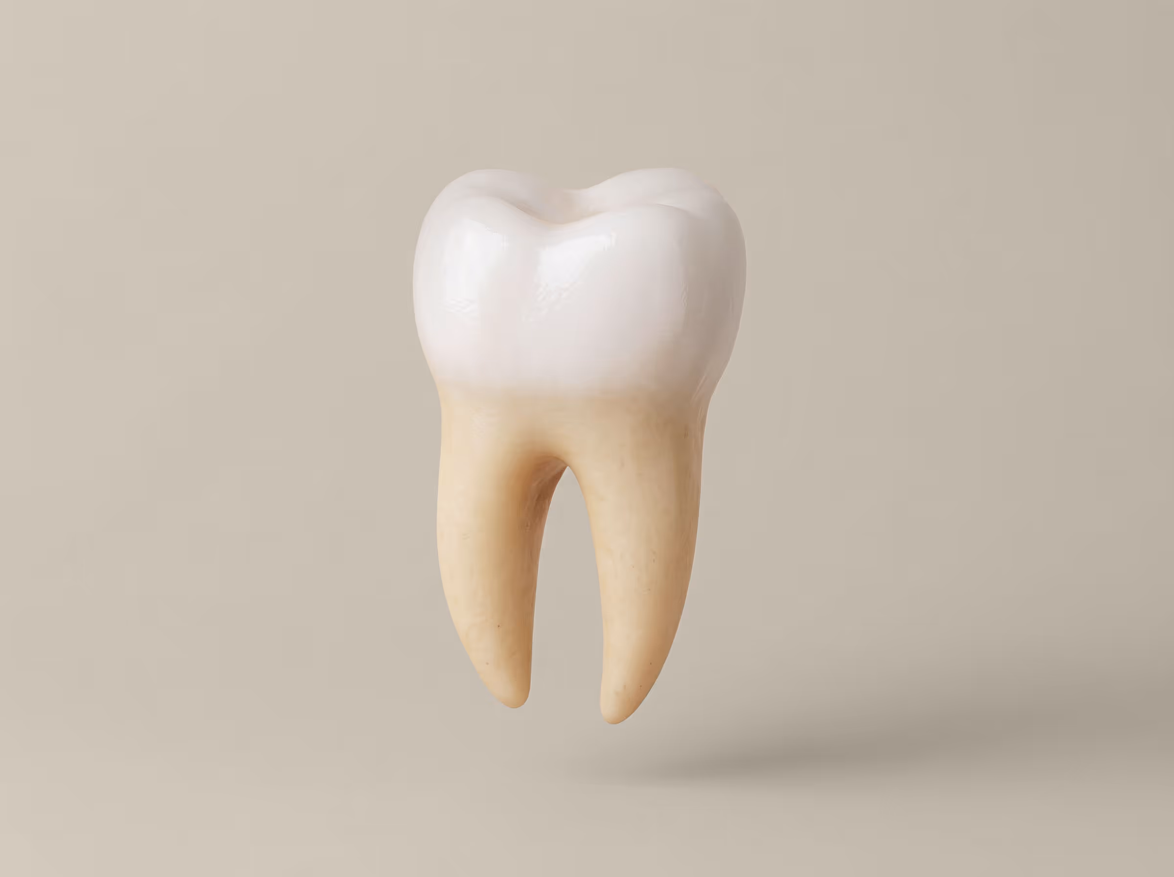 3D rendering of a healthy human molar tooth with white crown and beige roots on a neutral background.