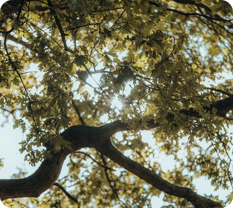 Sunlight filtering through green leaves and branches of a tree on a clear day.