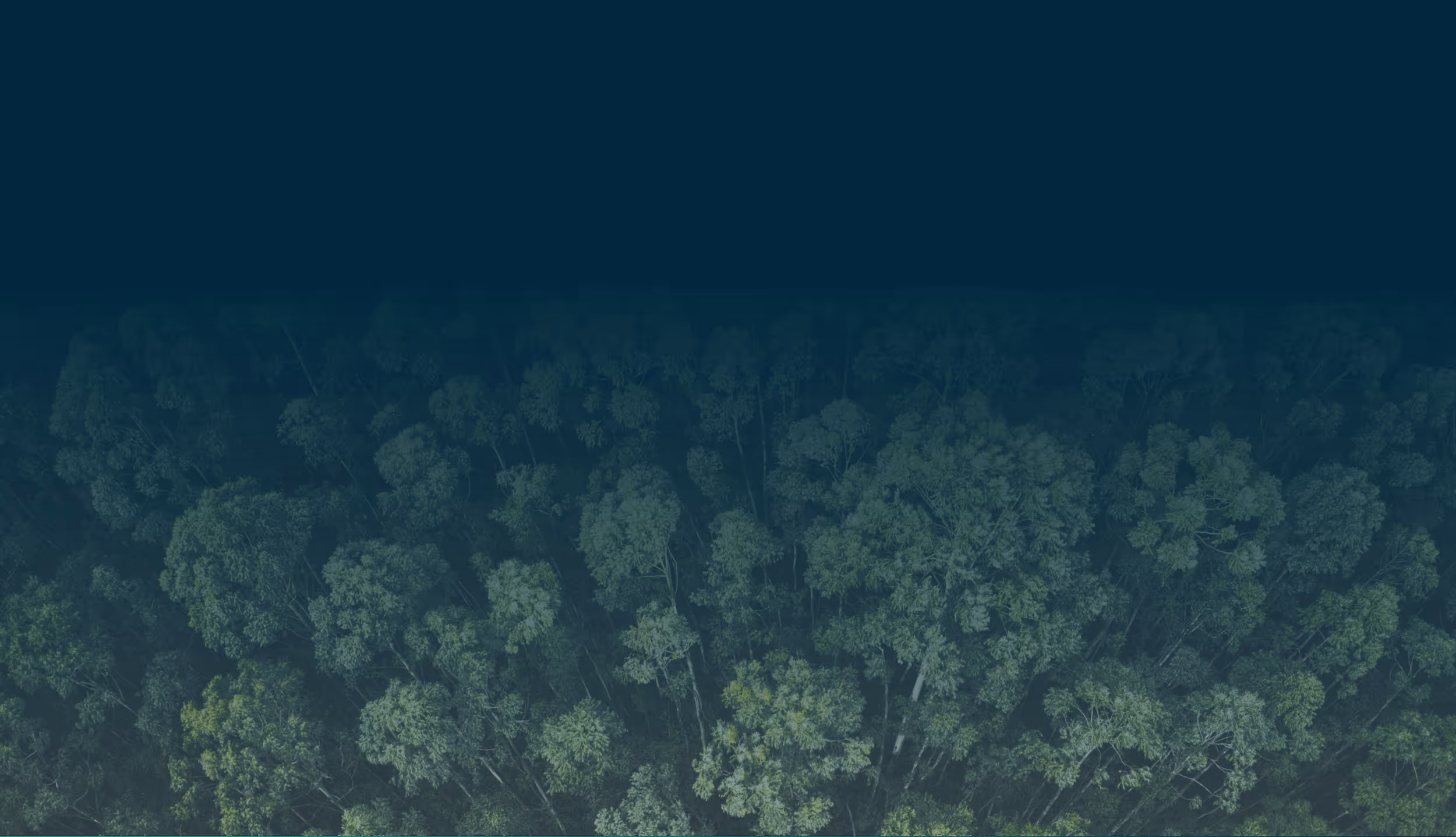 Aerial view of dense green tree canopy fading into dark background at the top.