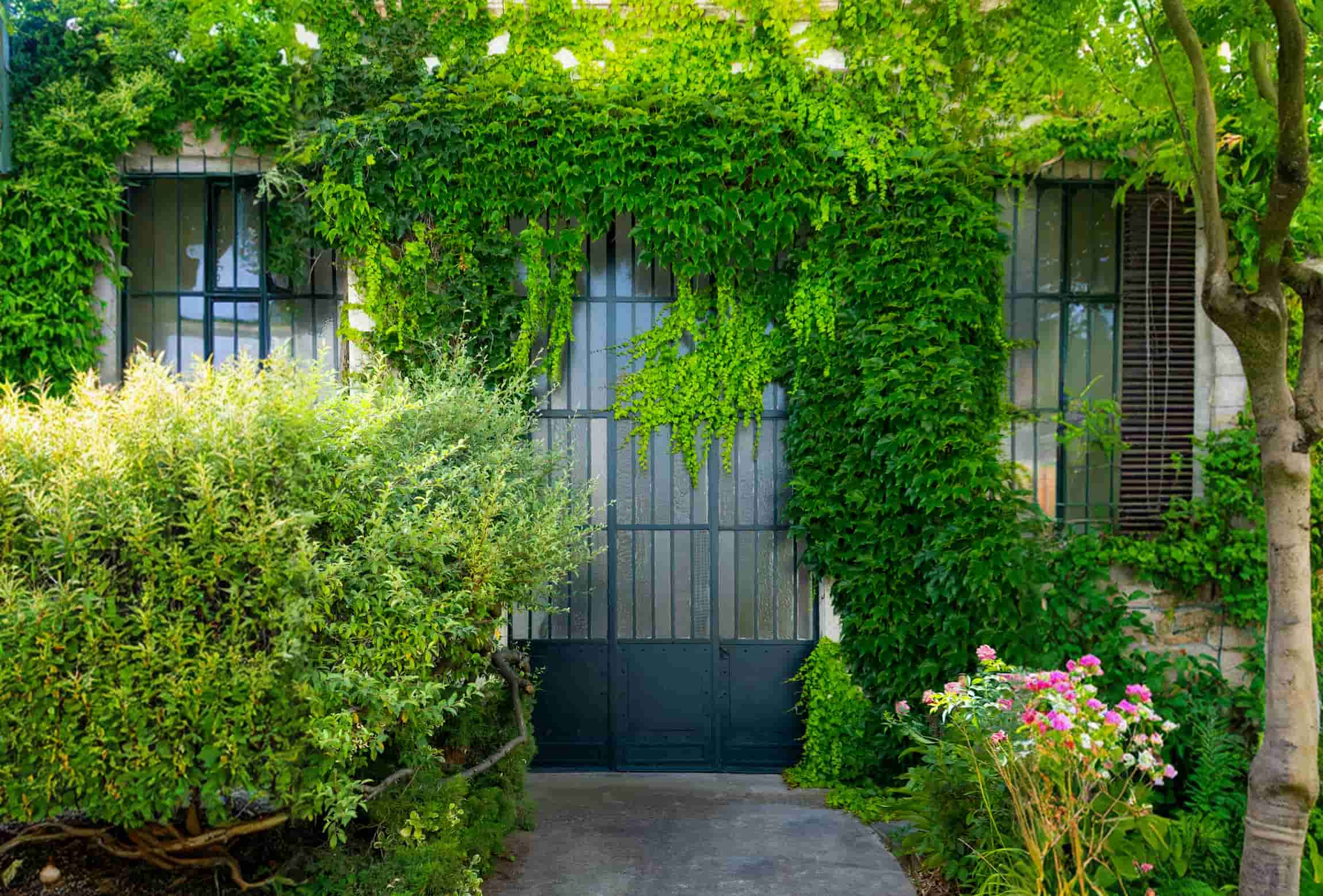 Une porte en métal noir avec des vitres, entourée de murs recouverts de lierre vert et entourée d’arbustes et de fleurs roses.