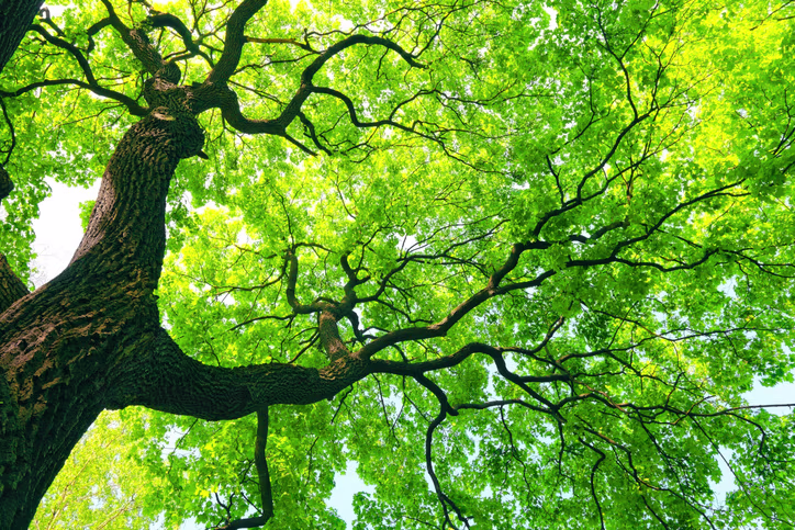 Groene boomkruin gefotografeerd van onderaf met zonlicht dat door de bladeren schijnt.