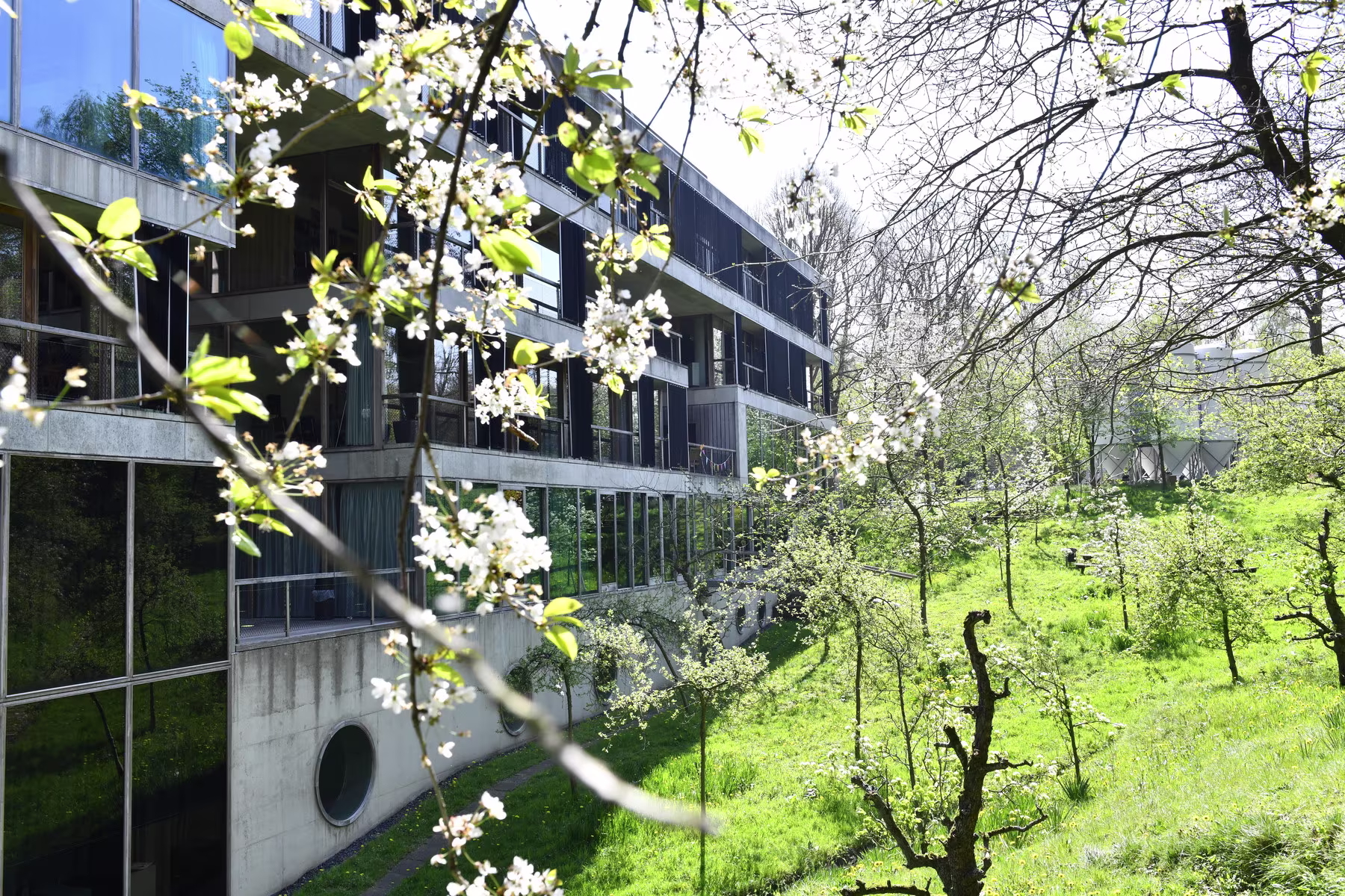 Modern glazen kantoorgebouw van VPRO omgeven door bloeiende bomen en groen gras in het voorjaar.