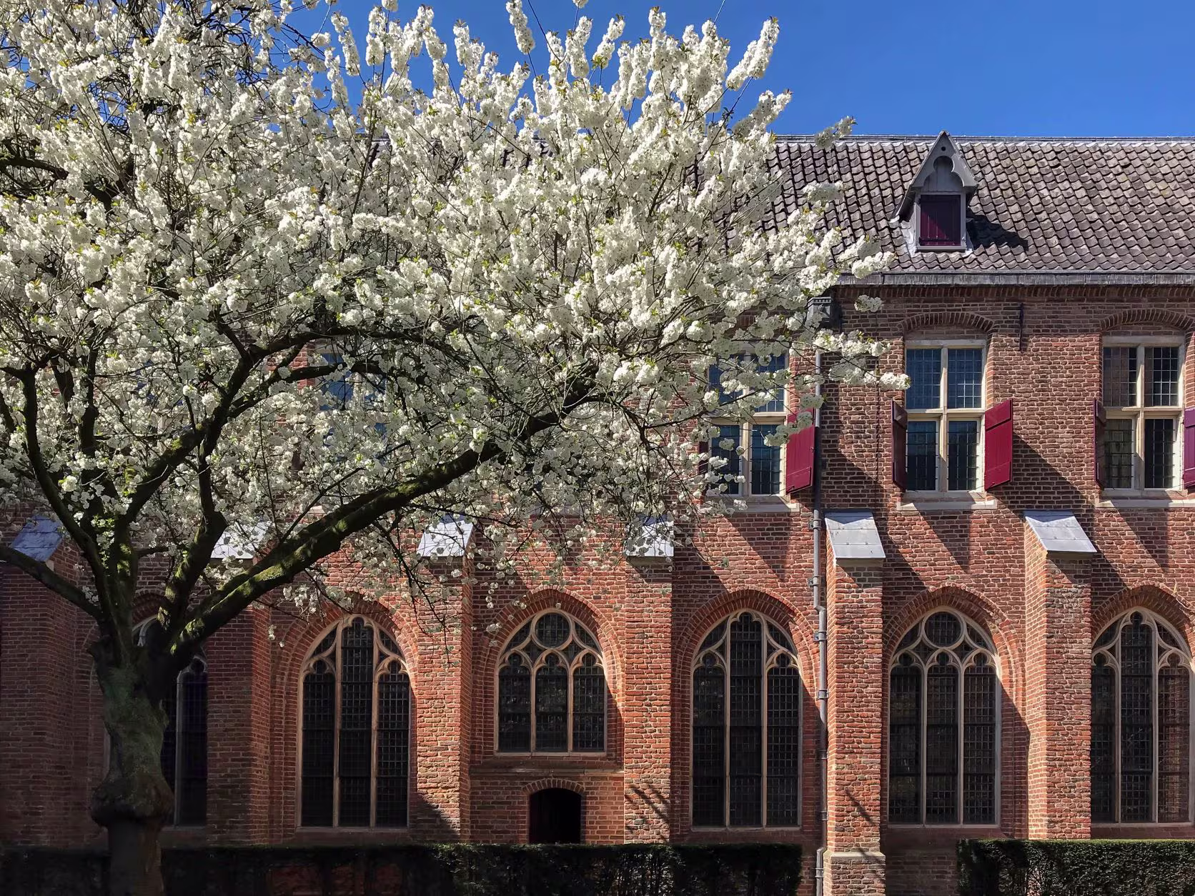 Bakstenen kloostergebouw met gotische ramen en bloeiende boom ervoor tegen blauwe hemel in Utrecht.