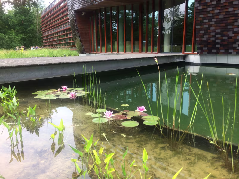 Moderne kantoorgebouw van het Wereld Natuur Fonds met decoratieve vijver vol waterlelies en rietplanten op de voorgrond.