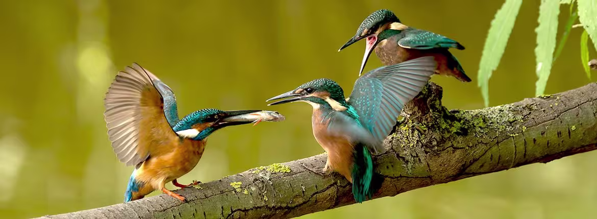 Drie kleurrijke ijsvogels zitten op een tak, één spreidt zijn vleugels uit in een natuurlijke omgeving.