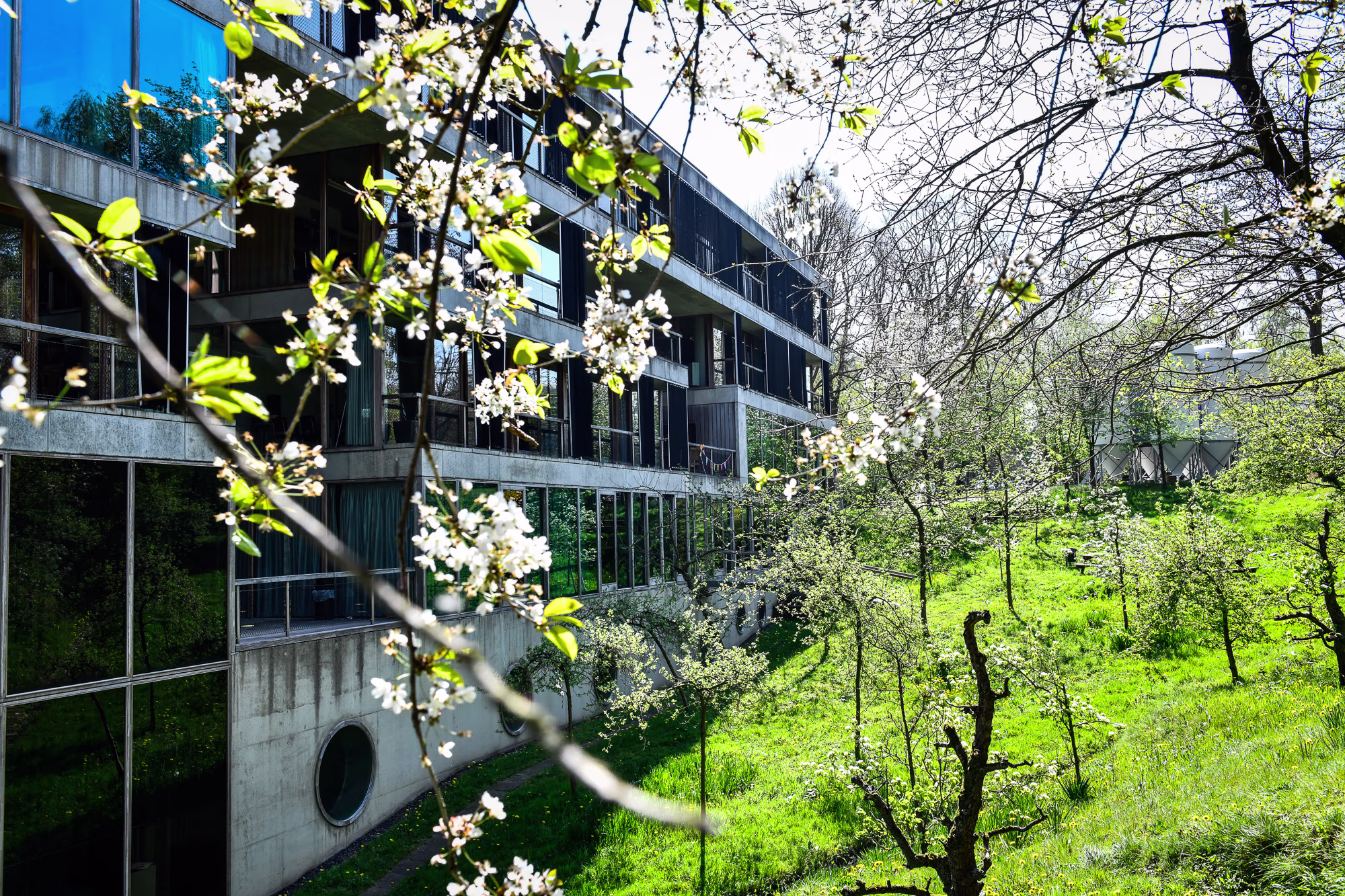 Modern kantoorgebouw van VPRO omgeven door groen en bloeiende fruitbomen in het voorjaar.