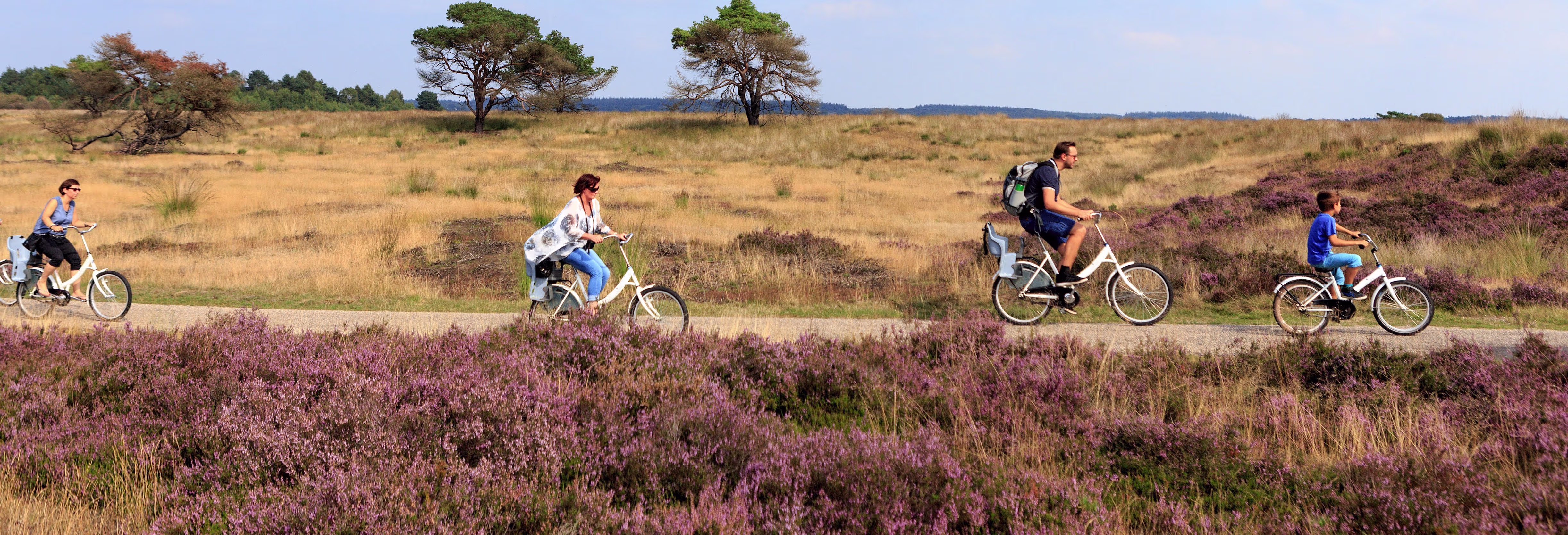 Een gezin fietst door een prachtig heidelandschap met paarse heide en gouden velden onder een heldere hemel.