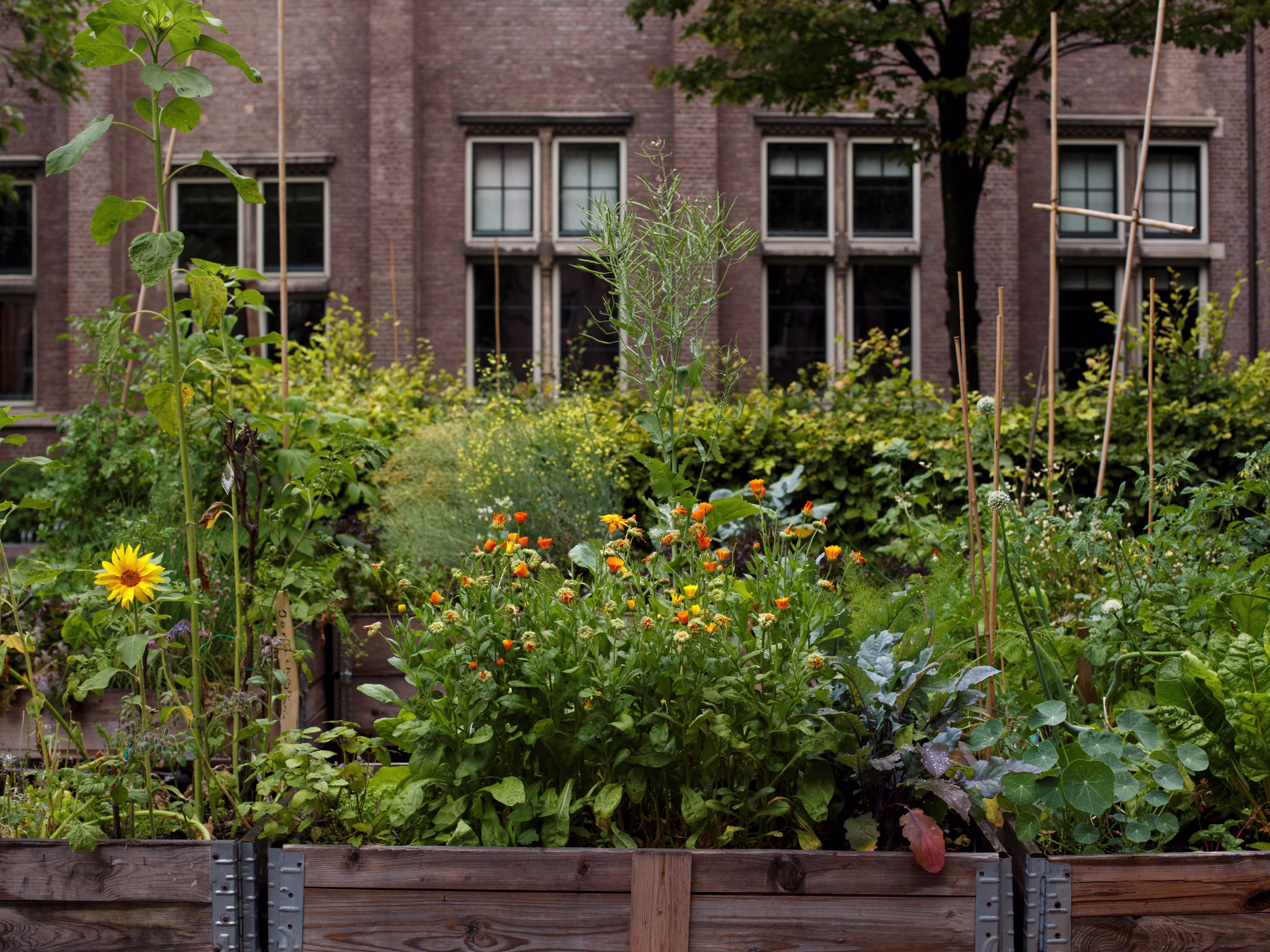 Weelderige moestuin met groenten, bloemen en bamboe stokken voor een bakstenen gebouw met grote ramen.