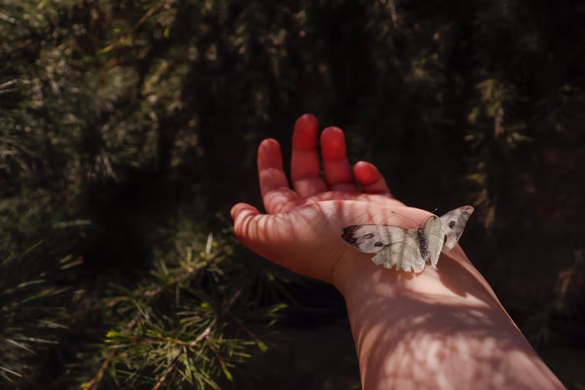 Een vlinder rust op een uitgestoken hand in natuurlijk licht met groen gebladerte op de achtergrond.