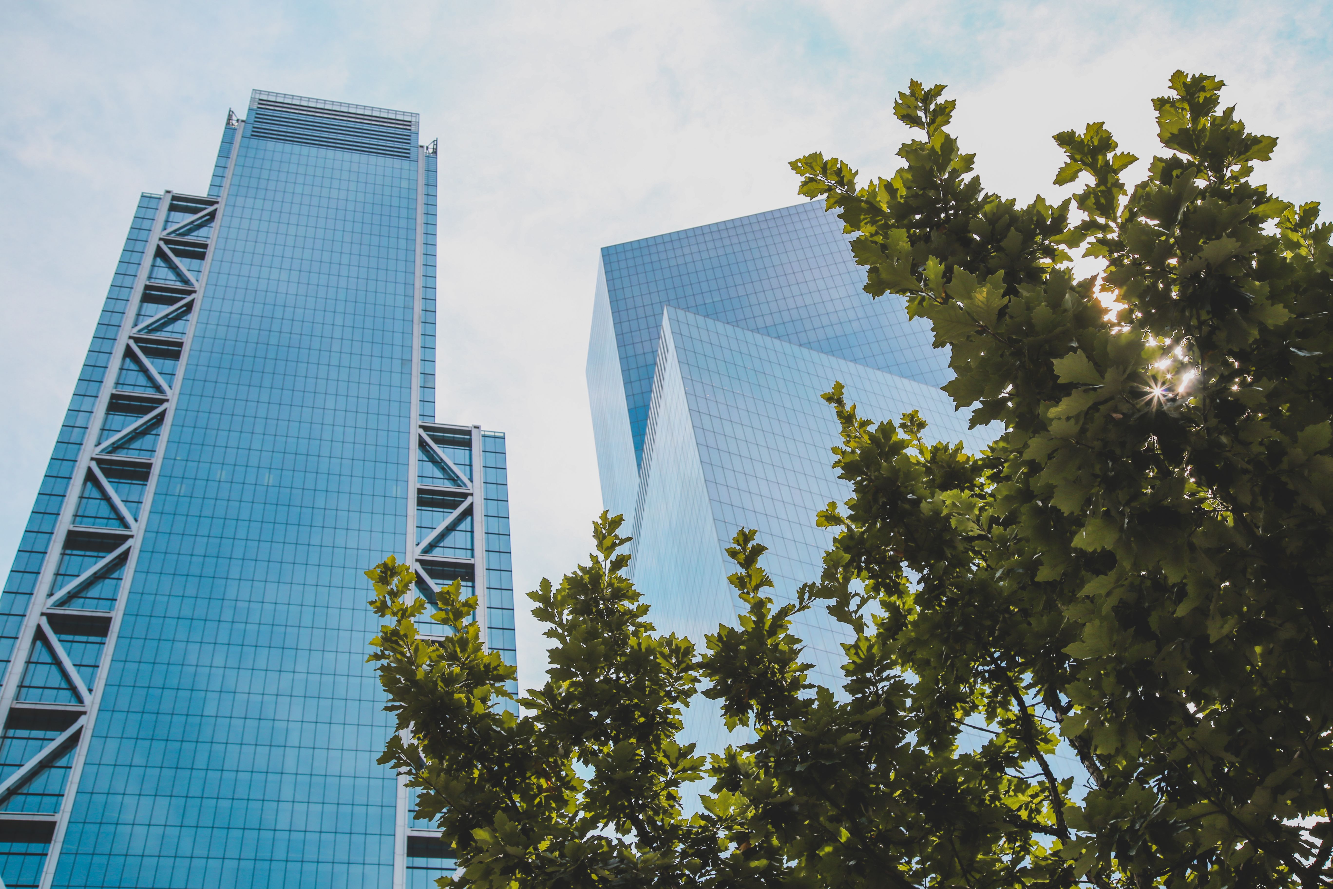 Low-angle shot of modern glass skyscrapers reaching into the sky with green tree branches framed in the foreground.