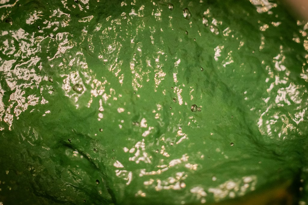 Frische Spirulina-Paste aus der MySpirulina-Farm direkt nach der Ernte