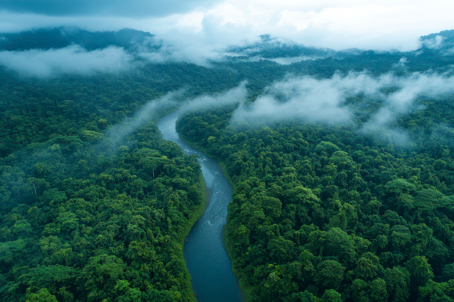 India’s forests hold the future