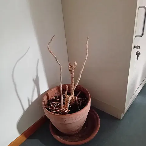 Abgestorbene Büropflanze im Blumentopf mit angesammelten Büroklammern