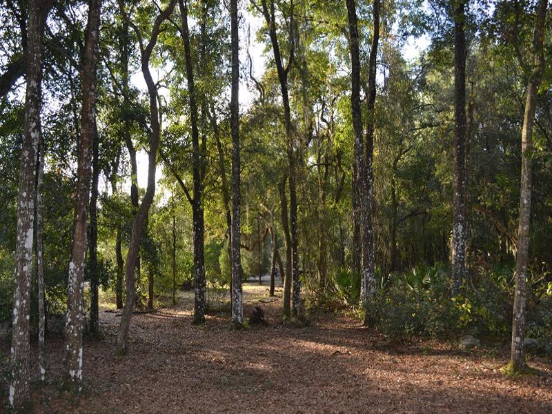 Tiny House Design Build, Part One - Site Clearing