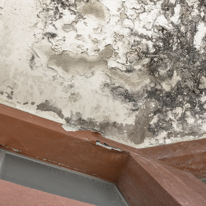 Mold growth on ceiling due to moisture from roof hail damage