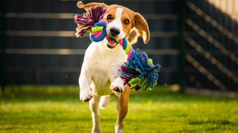 How to Design a Dog-Friendly Yard Without Sacrificing Style
