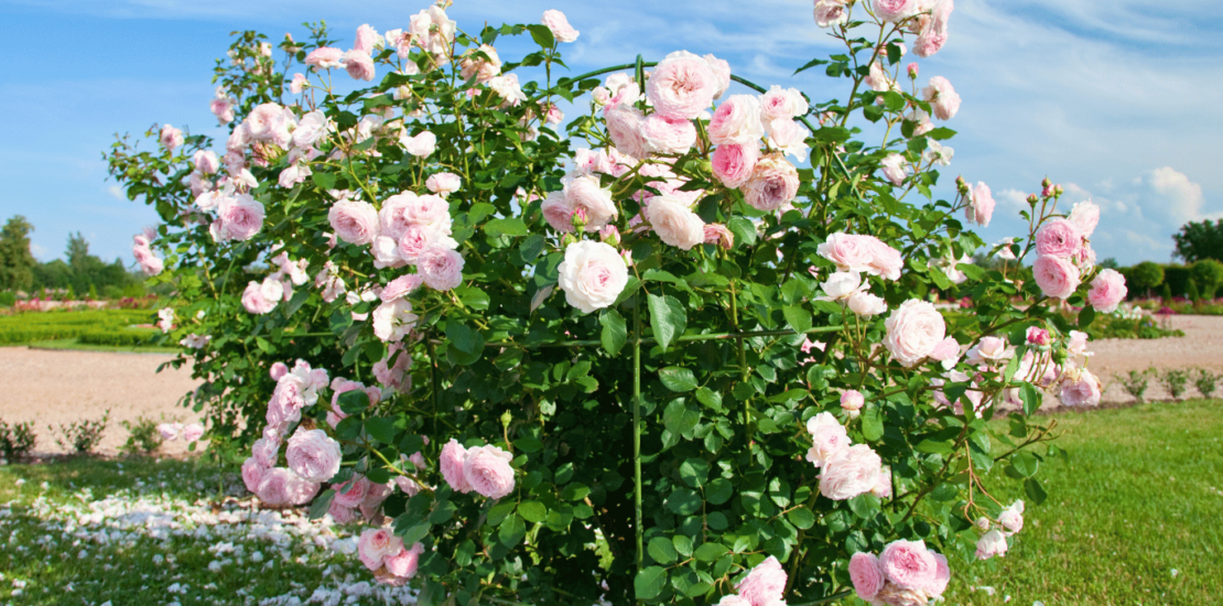 Beginner’s Guide to Rose Bush Care in Phoenix, AZ