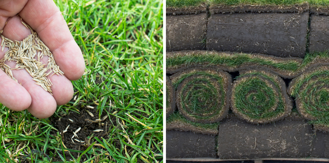 Sod vs. Seed for Arizona lawns