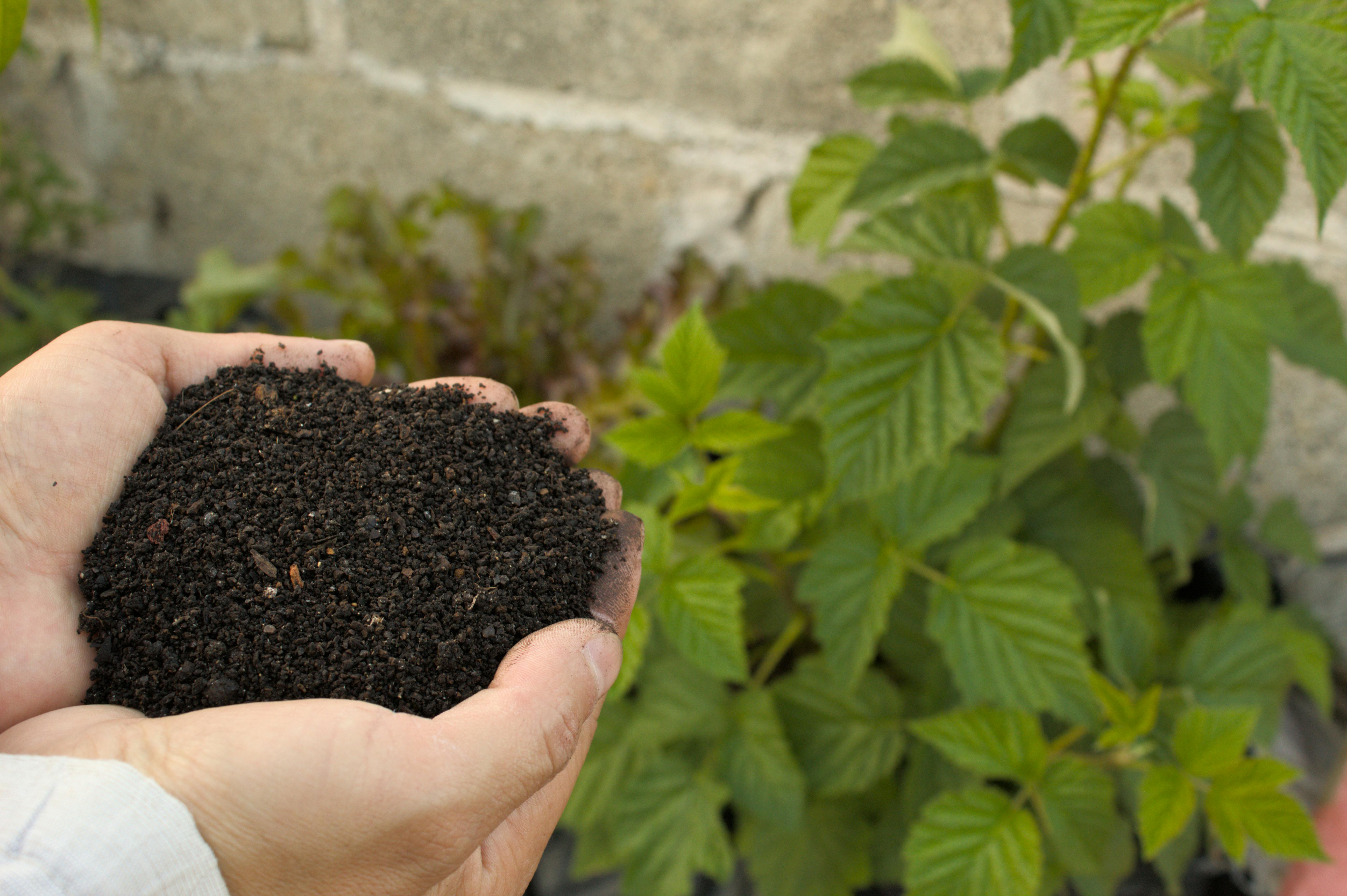When to Fertilize: A Seasonal Guide for Arizona Landscapes