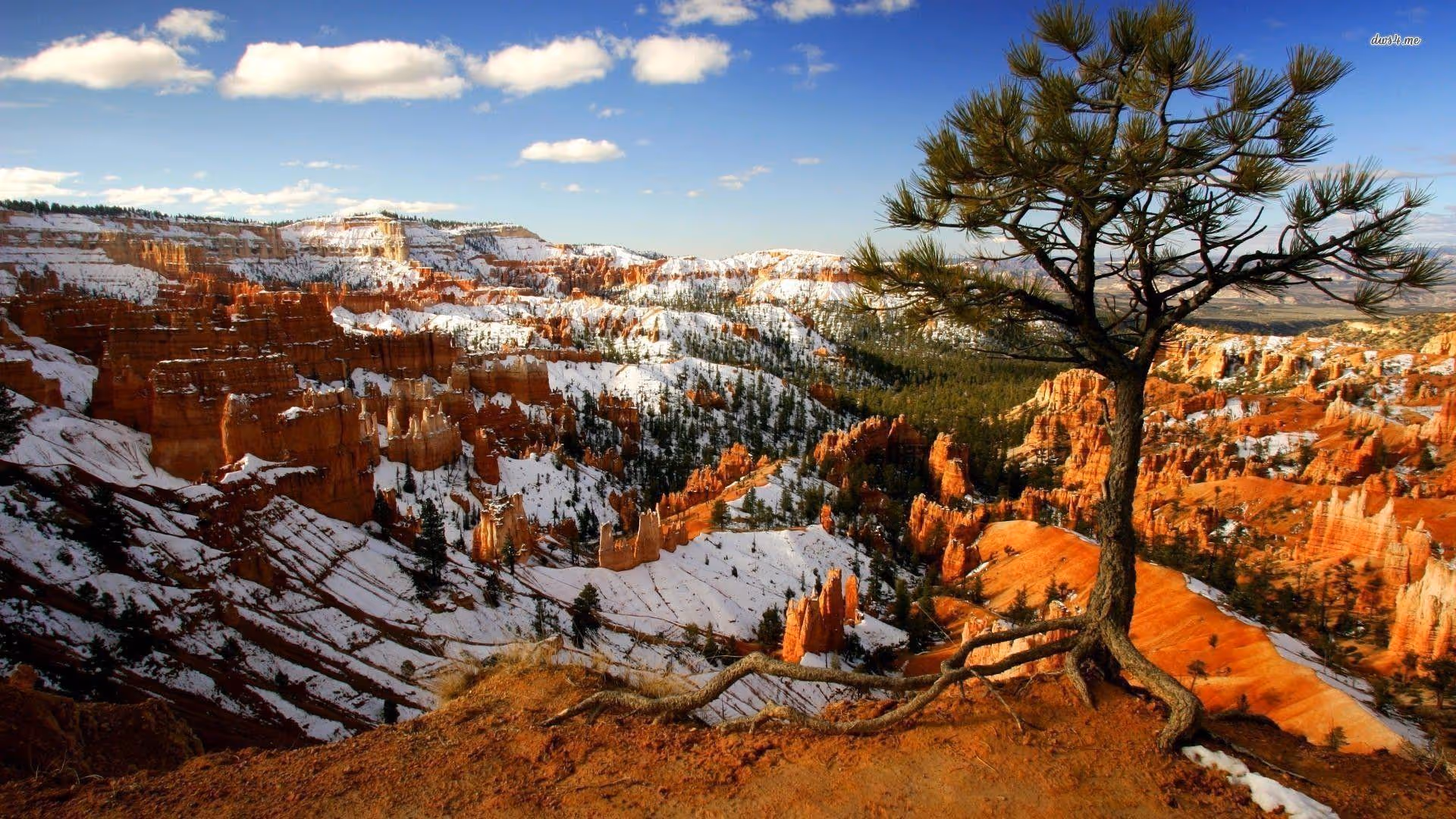 Pine tree on rocky ledge overlooking Bryce Canyon with snow-dusted red rock formations under a blue sky.