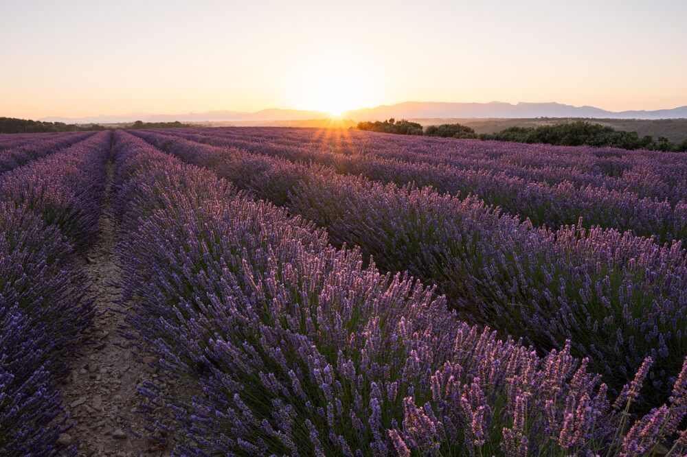 Sunset over a vast field of blooming lavender with mountains in the background.