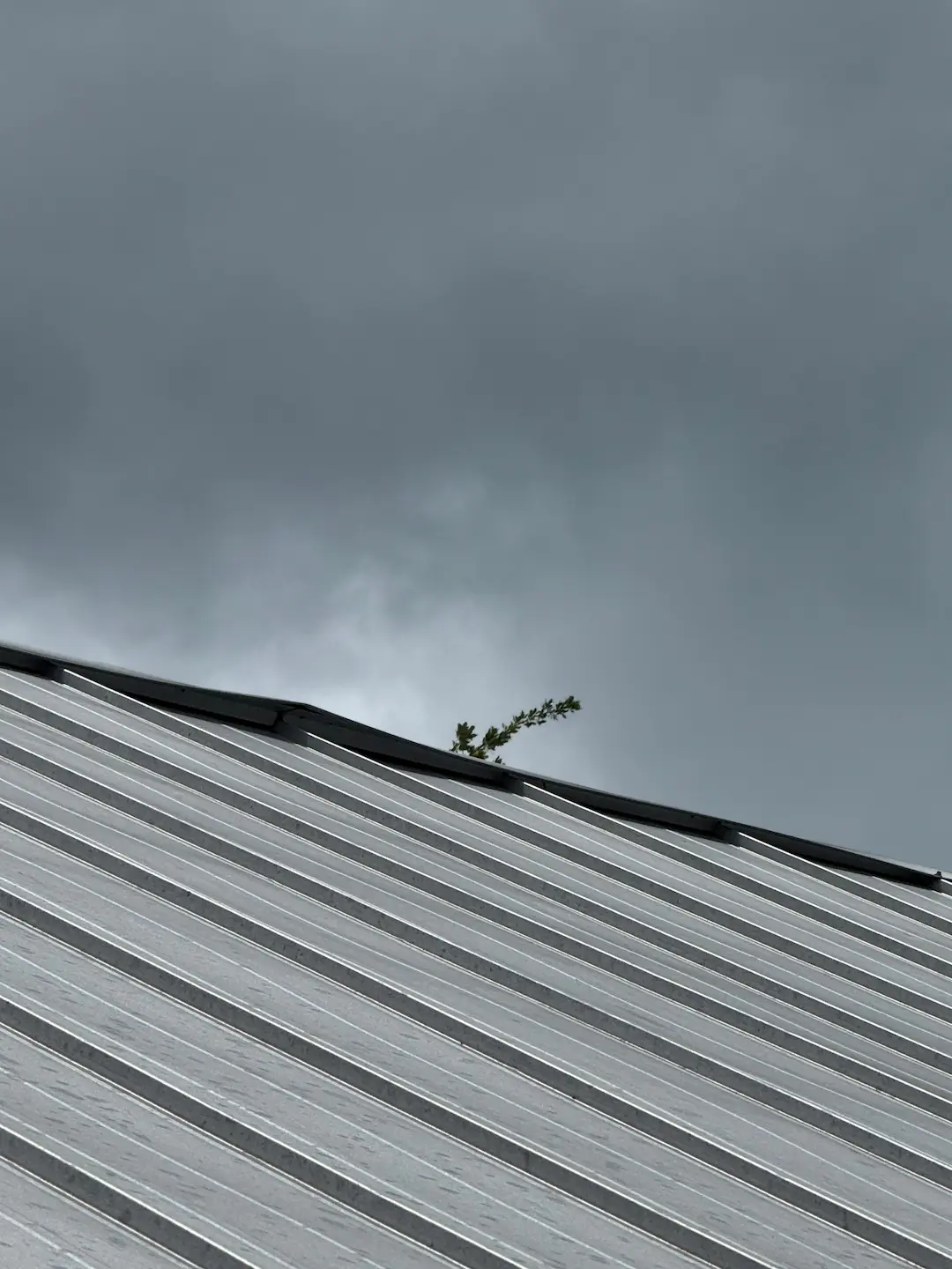 Bent, lifting standing seam ridge cap with weeds in the gap on a Bonita Springs metal roof