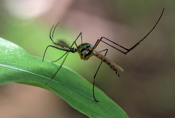 Close-up of a mosquito perched on a green leaf with a blurred background.