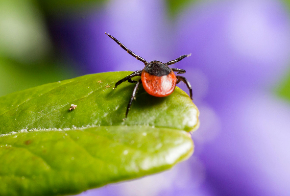 Close-up of a mosquito perched on a green leaf with a blurred background.