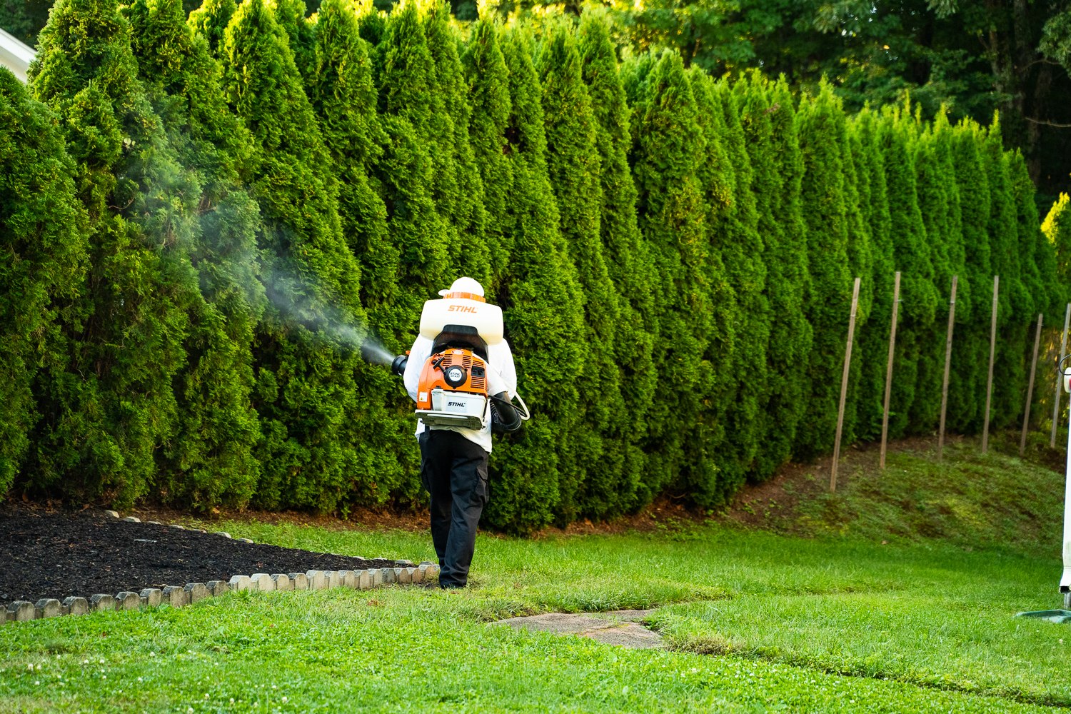 Mosquito Mike technician spraying a tall arborvitae hedge with a backpack mister