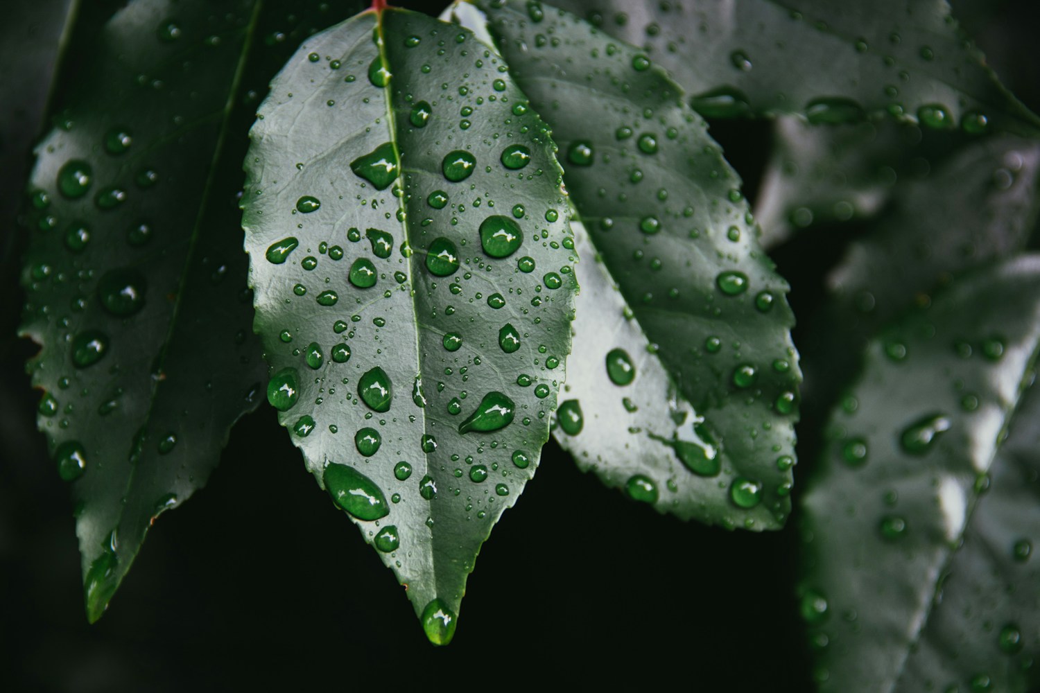 Close-up of dark green shrub leaves covered in rain droplets after a storm