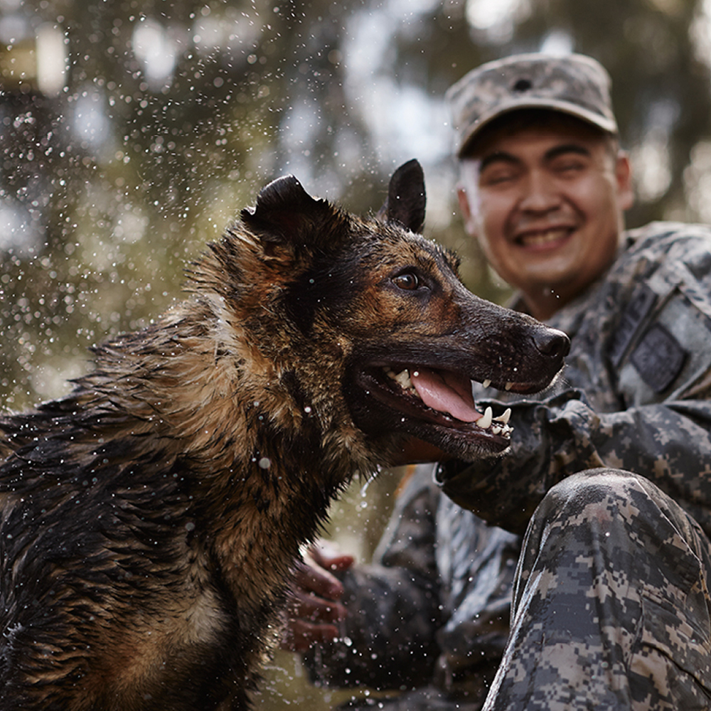Close-up of a wet military working dog shaking off water with a smiling soldier in camouflage uniform in the blurred background.
