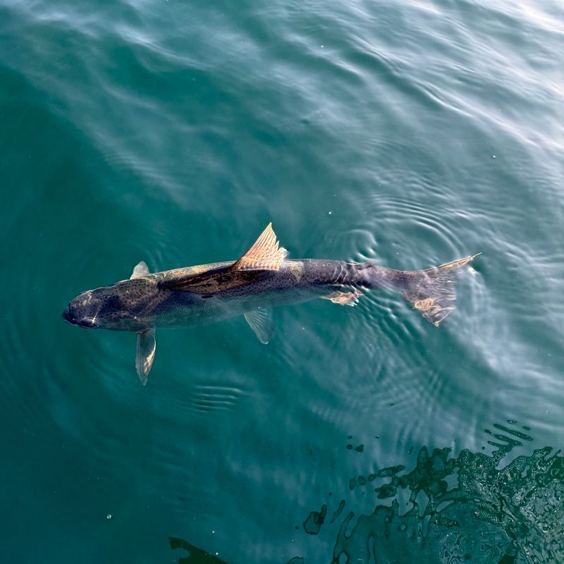 Catch of the day on a Reel South Charters trip