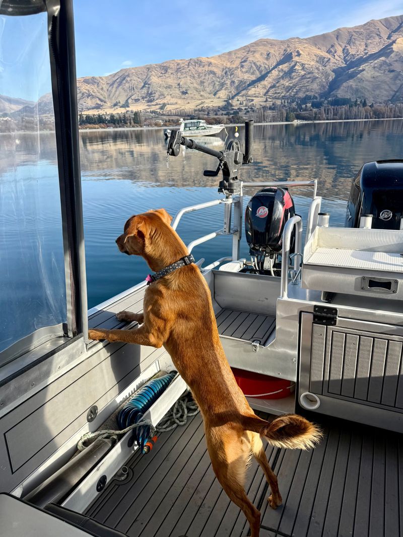 Reel South's dog Nala watching the water from the boat