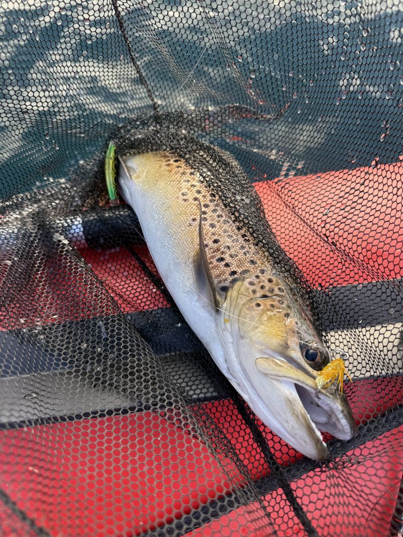 Brown trout caught on a Reel South Charters trip