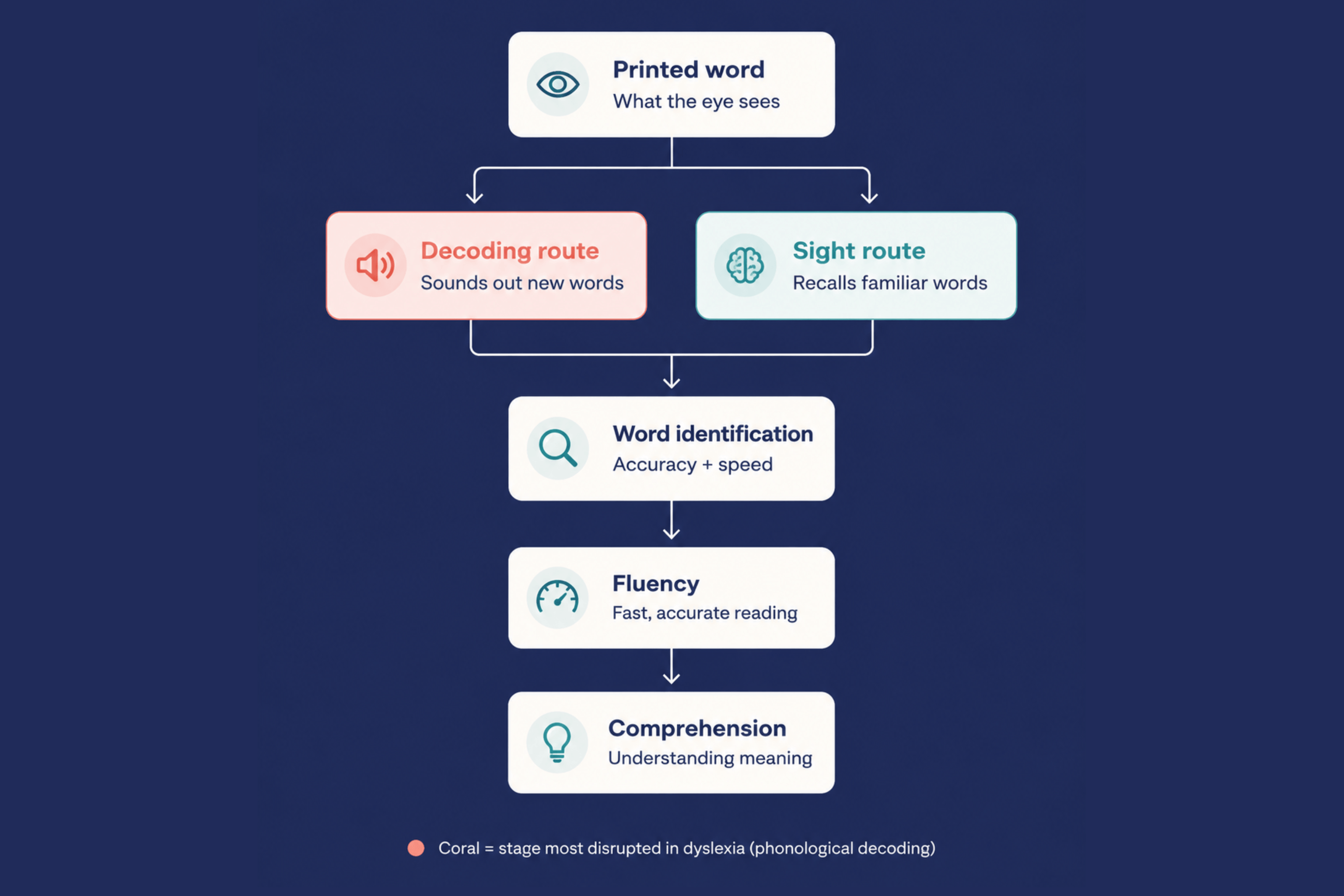 Diagram showing how dyslexia affects the decoding stage of reading