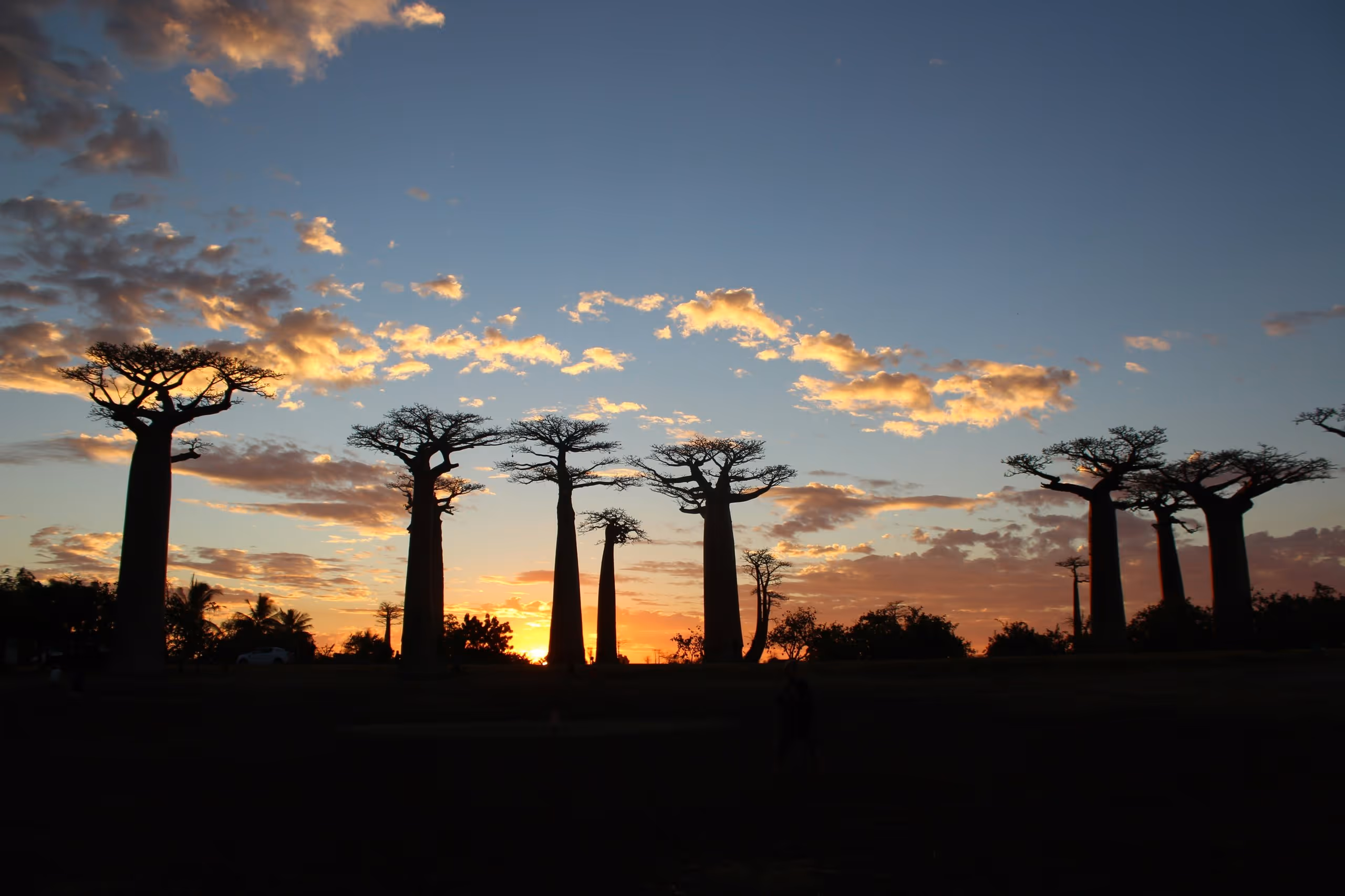 Four towering Baobab trees silhouetted against a brilliant golden African sunset with dramatic starburst effect behind the central tree — representing the strength, permanence and deep-rooted stability of Mashiane Attorneys Inc. and the new dawn of opportunity in Africa's digital economy