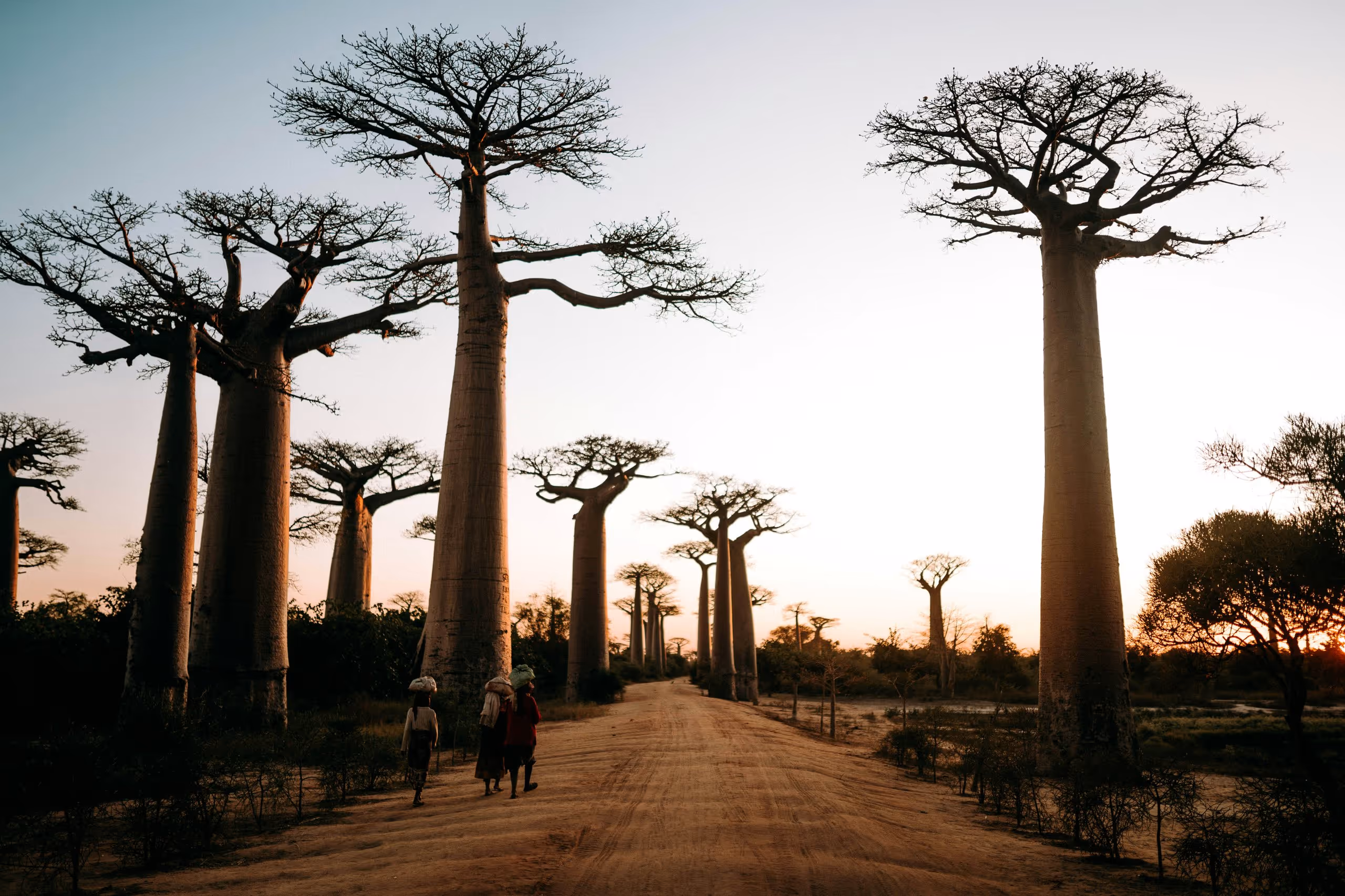 Four towering Baobab trees silhouetted against a brilliant golden African sunset with dramatic starburst effect behind the central tree — representing the strength, permanence and deep-rooted stability of Mashiane Attorneys Inc. and the new dawn of opportunity in Africa's digital economy