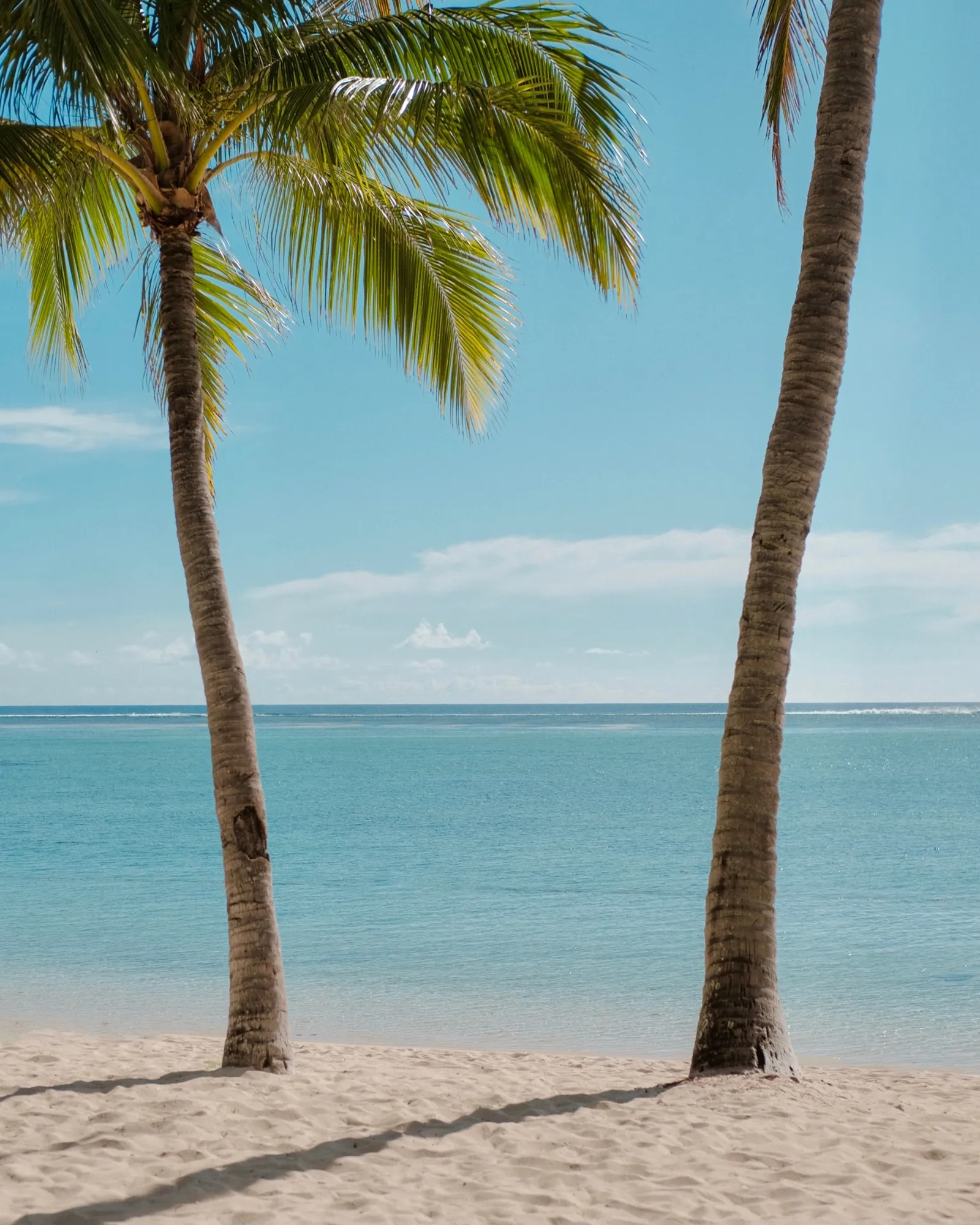 Deux cocotiers sur une plage de sable blanc, face au lagon turquoise