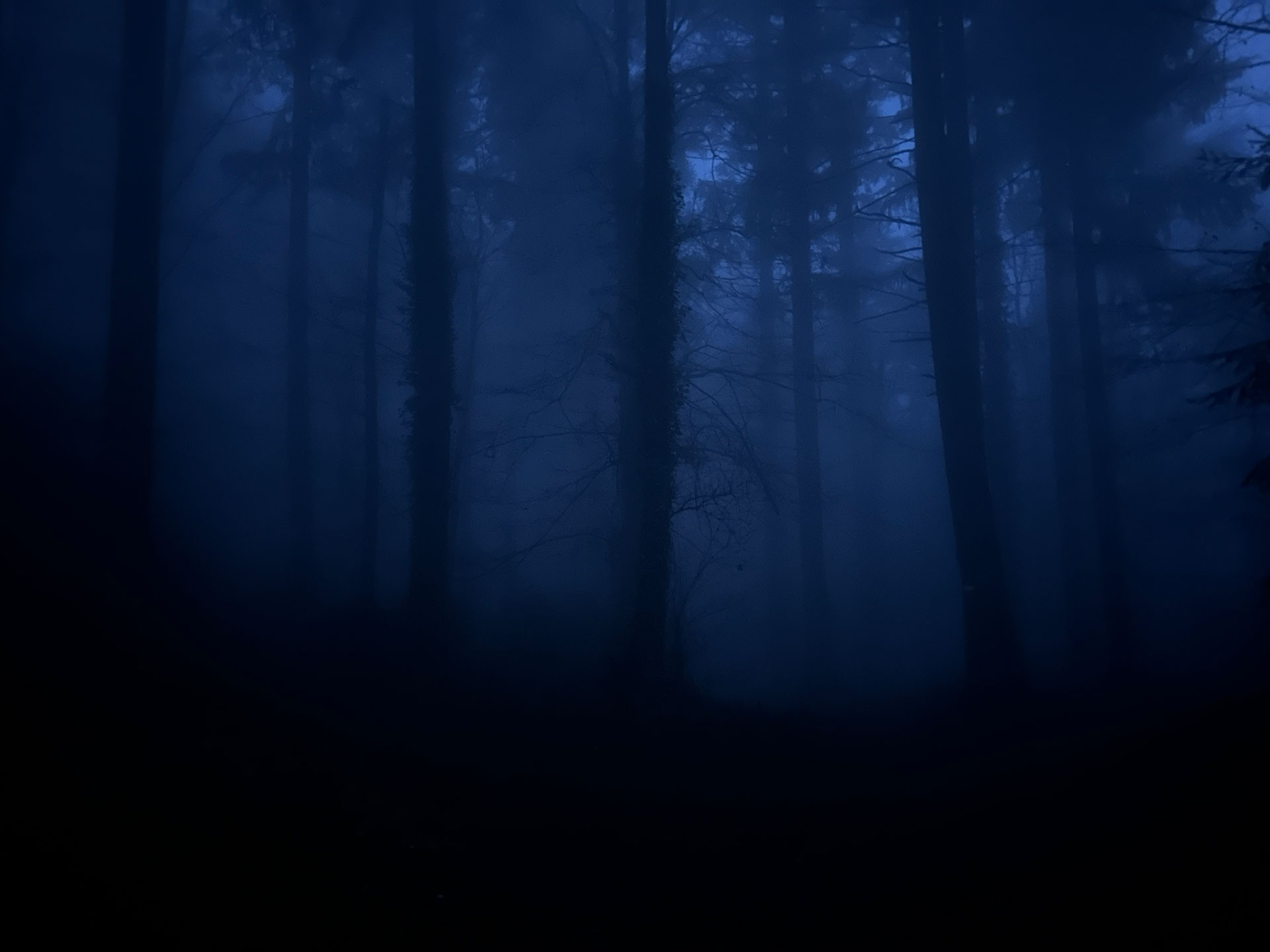 Dunkler, nebliger Wald bei Nacht mit sichtbaren Baumstämmen und schwachem blauem Licht.