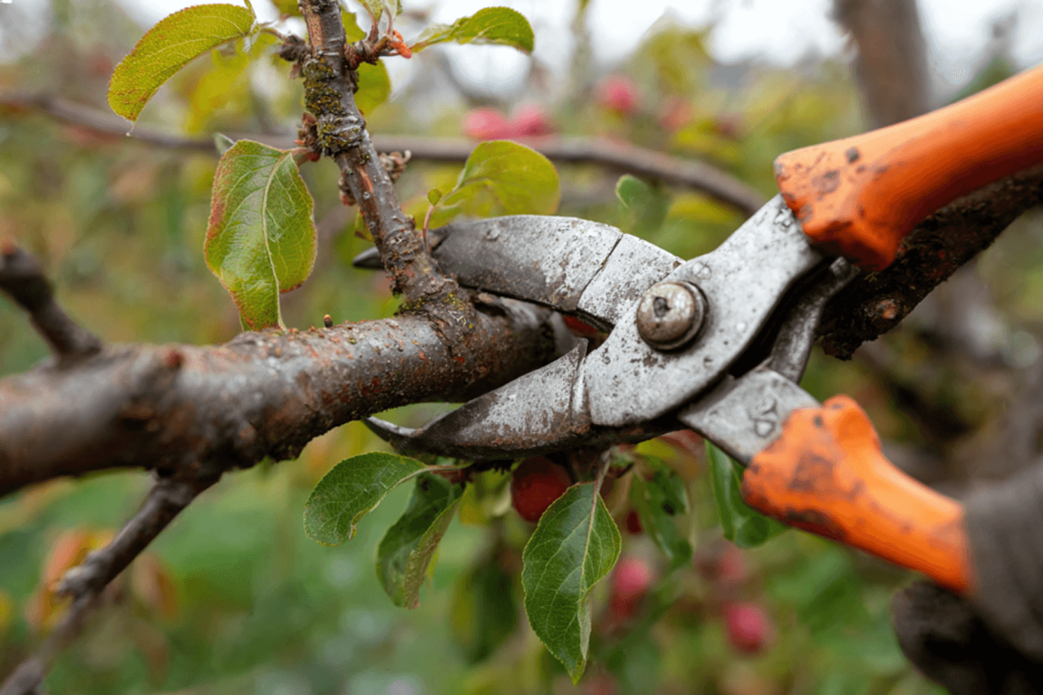 Monkey Tree Services Fruit Tree Maintenance Hand Pruning Service