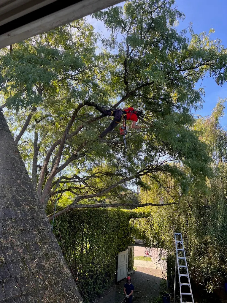 Monkey Tree Services Arborist Work Residential