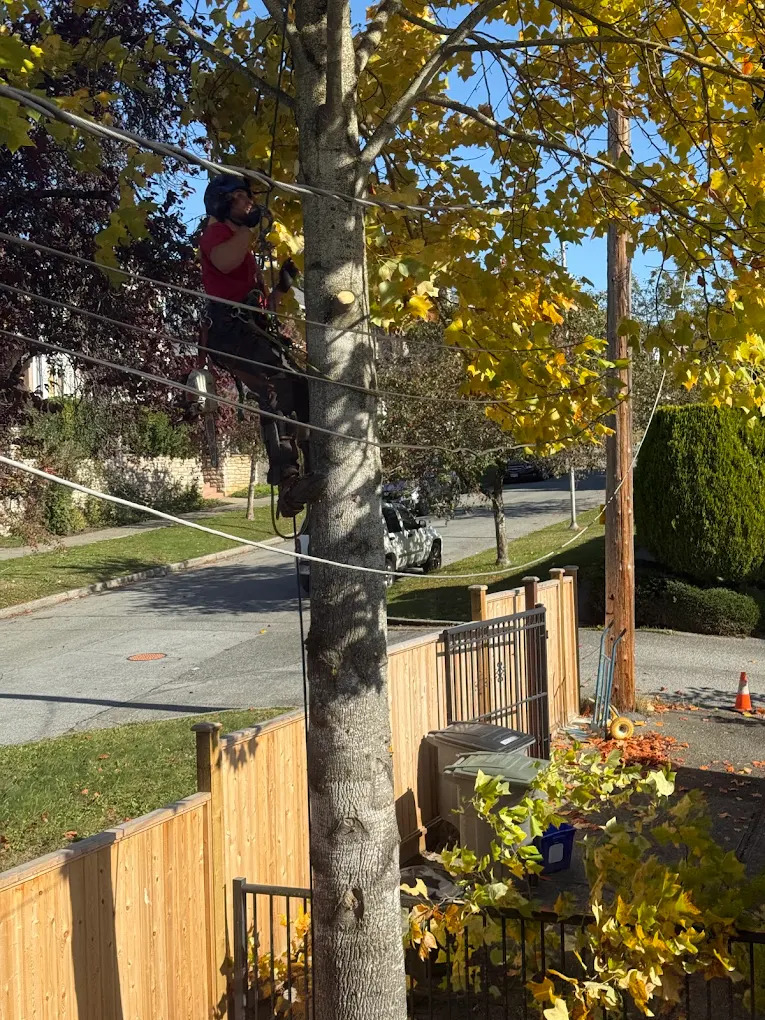 Monkey Tree Services Arborist Work Residential