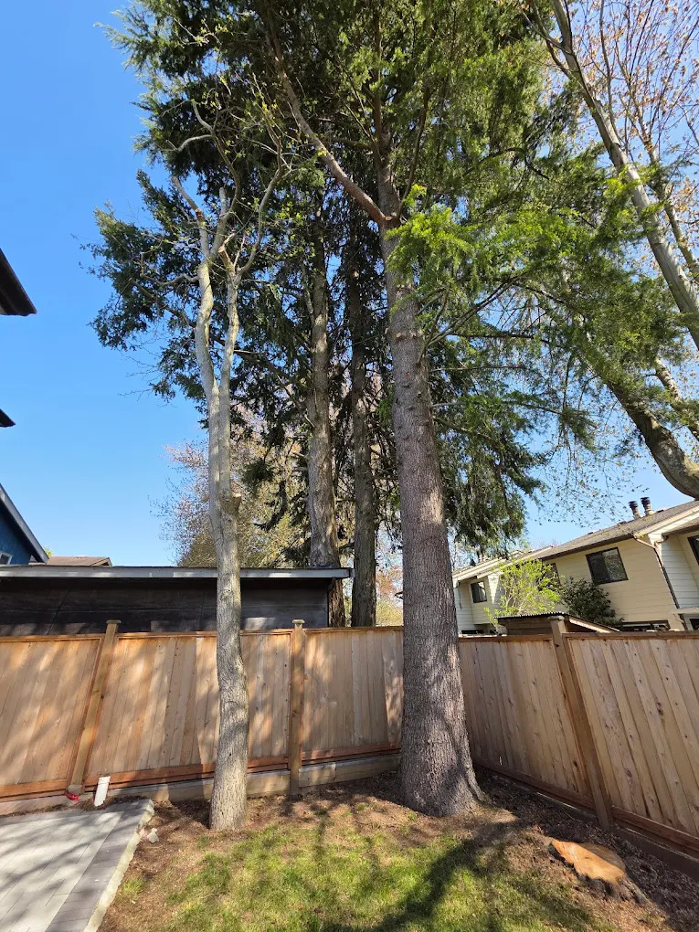 Monkey Tree Services Arborist Work Residential